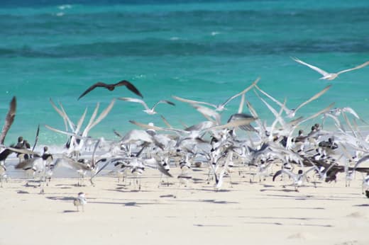 Premiers pas à Zanzibar, vue 8