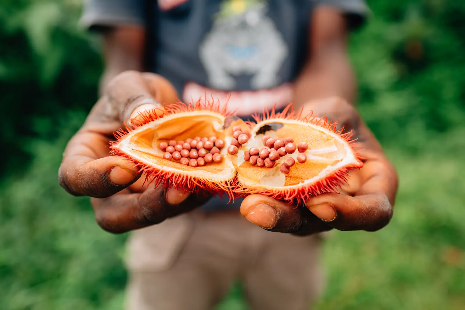 Capsule de roucou ouverte révélant ses graines rouges dans une plantation d'épices de Zanzibar