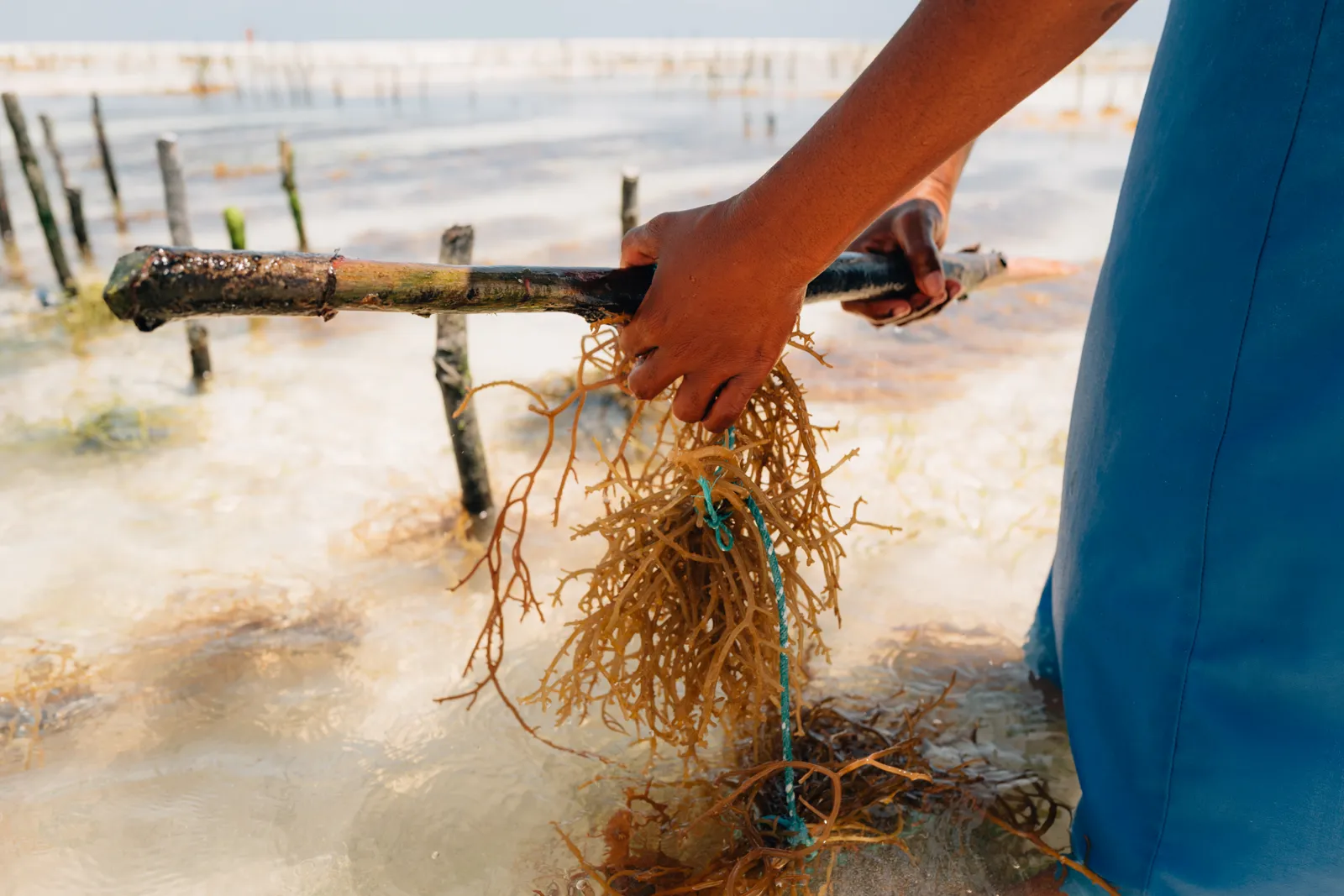 Mains d'une femme tenant un bâton avec des algues fraîchement récoltées dans l'eau.