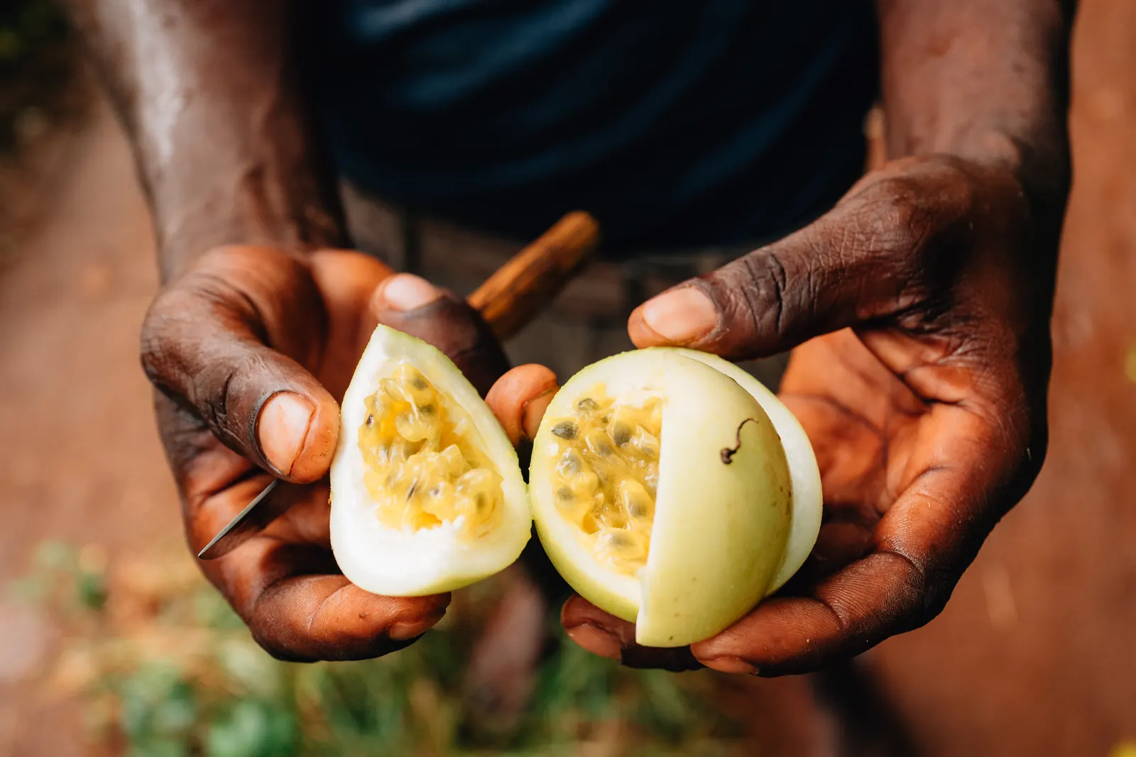 Fruit de la passion coupé et présenté à la main dans une plantation d'épices de Zanzibar