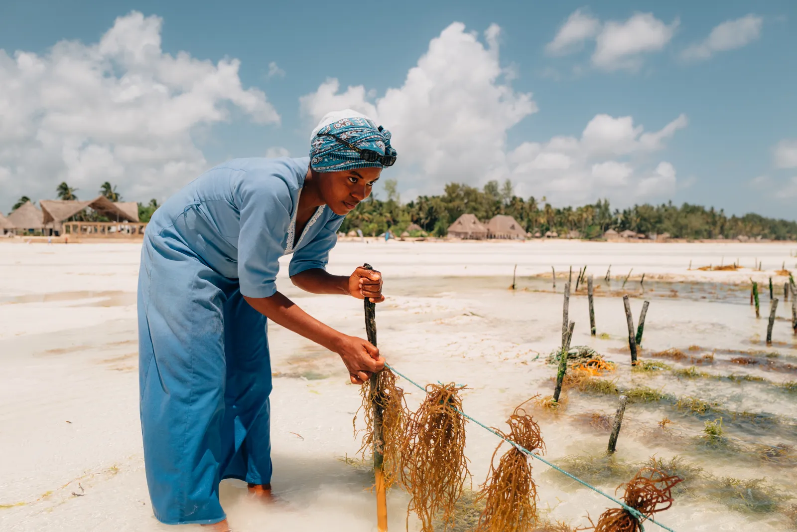 Femme travaillant dans une ferme coopérative d'algues sur la plage à marée basse.