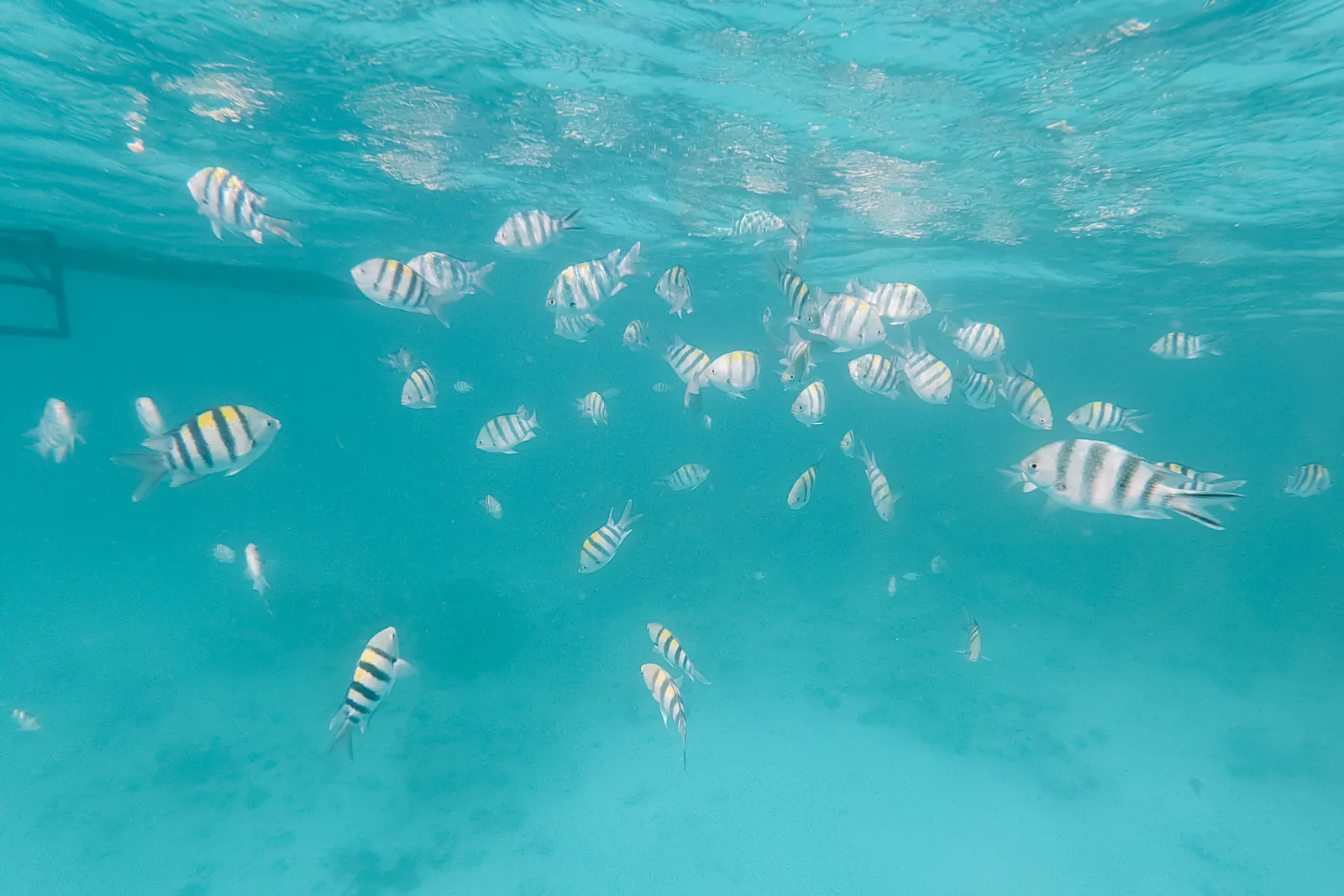 Poissons tropicaux sur un récif au large de Zanzibar
