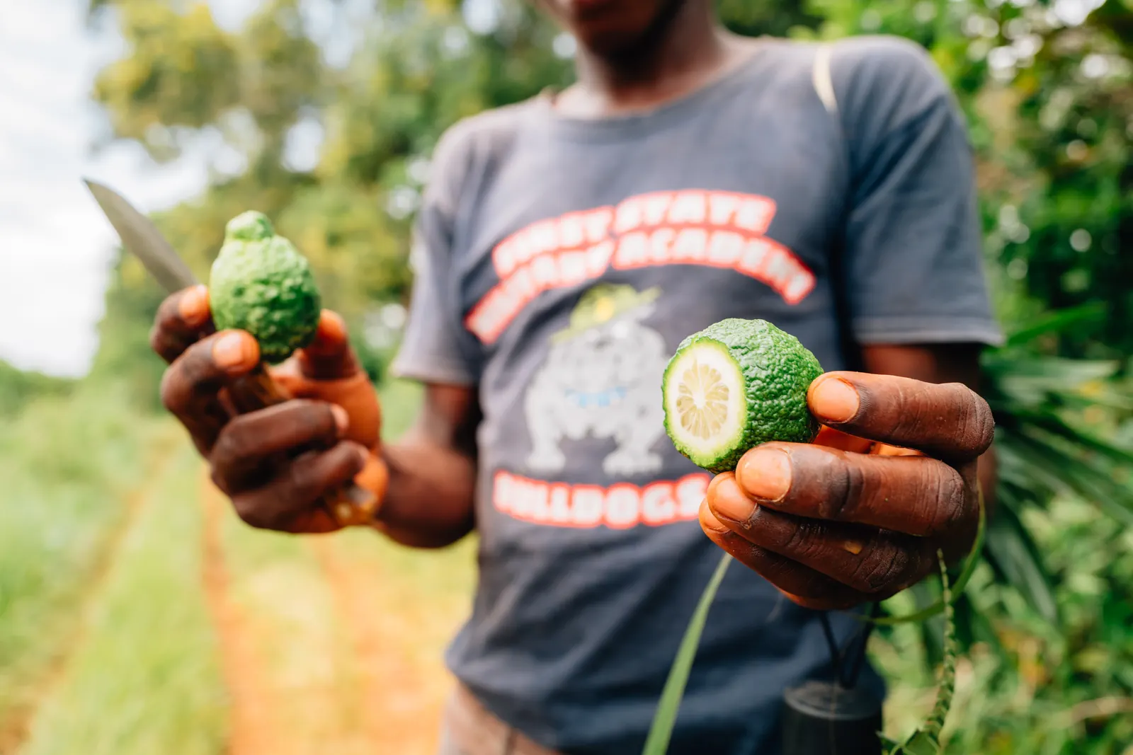 Combava coupé en deux, agrume à la peau bosselée, présenté lors d'une visite de plantation d'épices