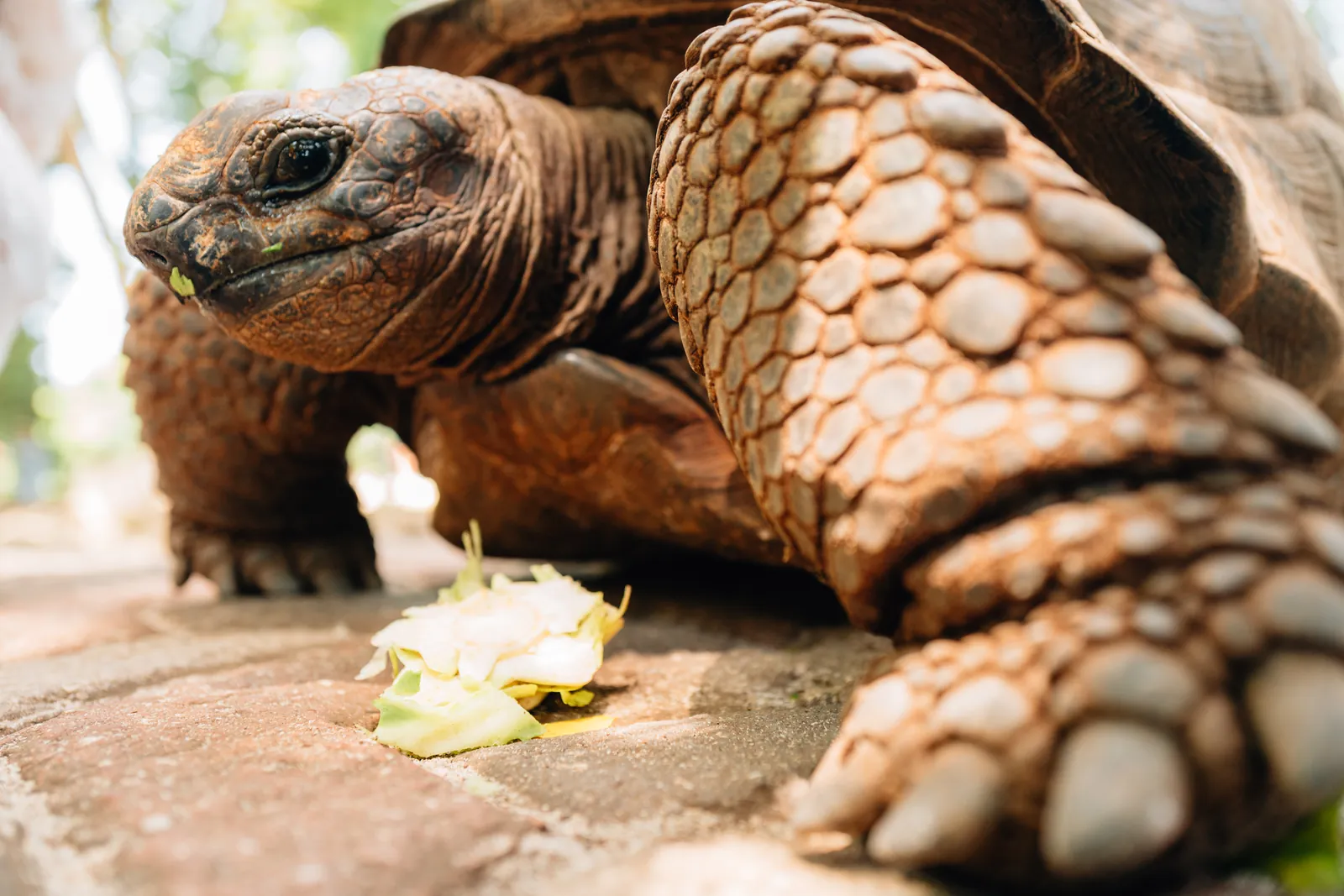 Gros plan sur une tortue géante d'Aldabra se nourrissant sur Prison Island, Zanzibar