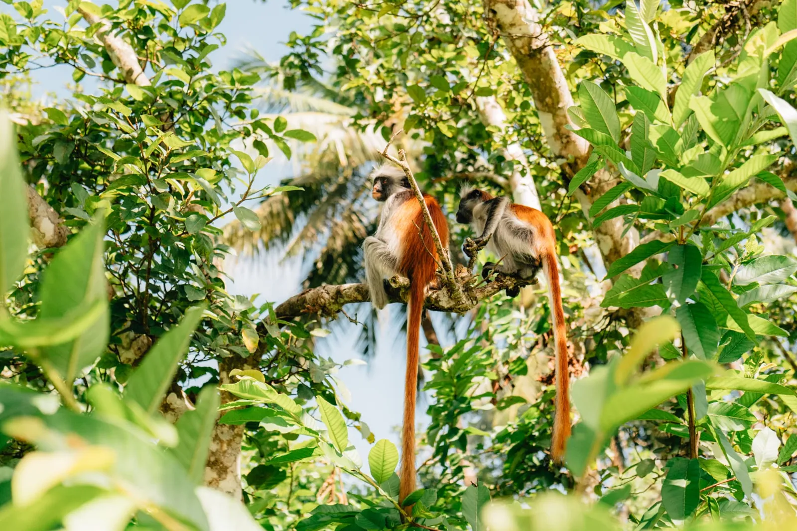 Deux colobes roux de Zanzibar perchés sur une branche dans la forêt de Jozani