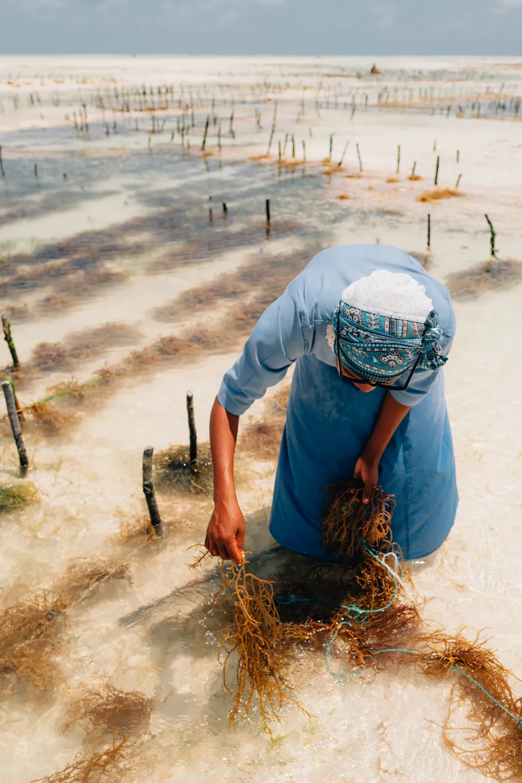 Une femme locale récolte des algues dans l'eau peu profonde lors d'une marée basse, illustrant la vie locale.