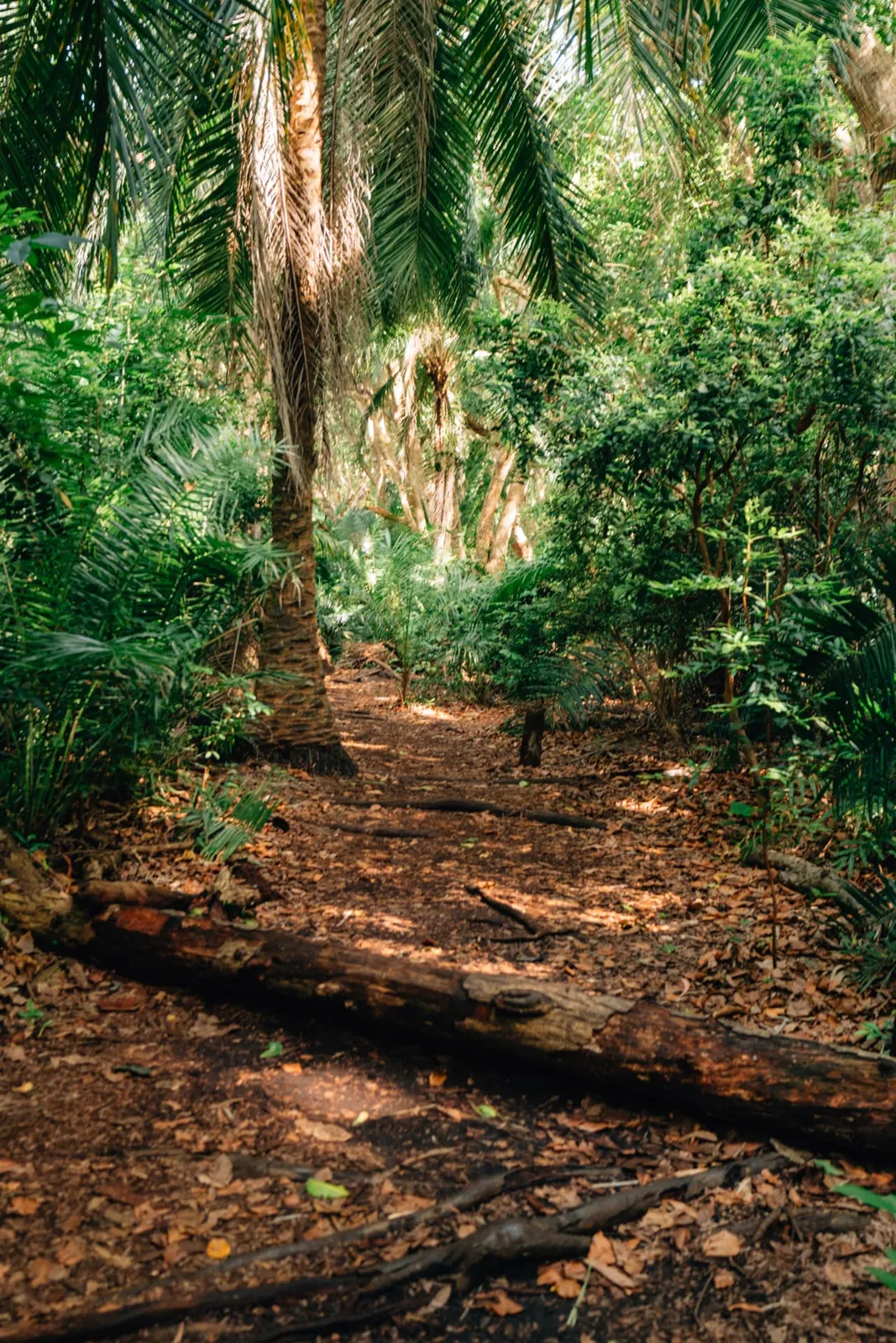 Sentier ombragé sous les palmiers dans la forêt de Jozani, Zanzibar