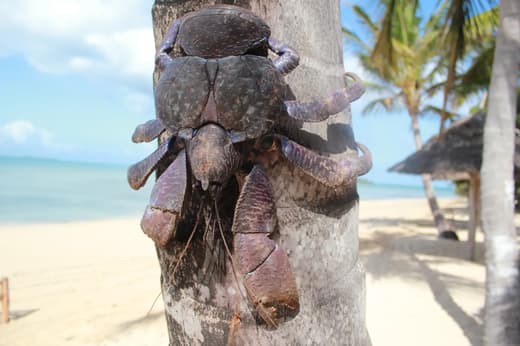Douceur de vivre des plages de Zanzibar, vue 10