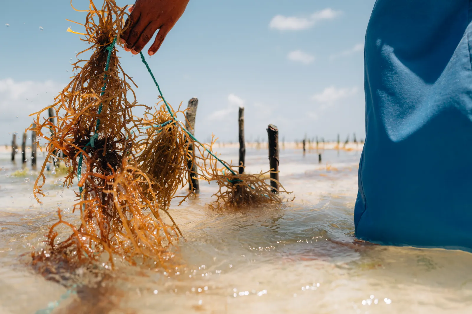 Une personne relève des algues cultivées dans la mer, l'eau s'égouttant de ses mains et des cordes.