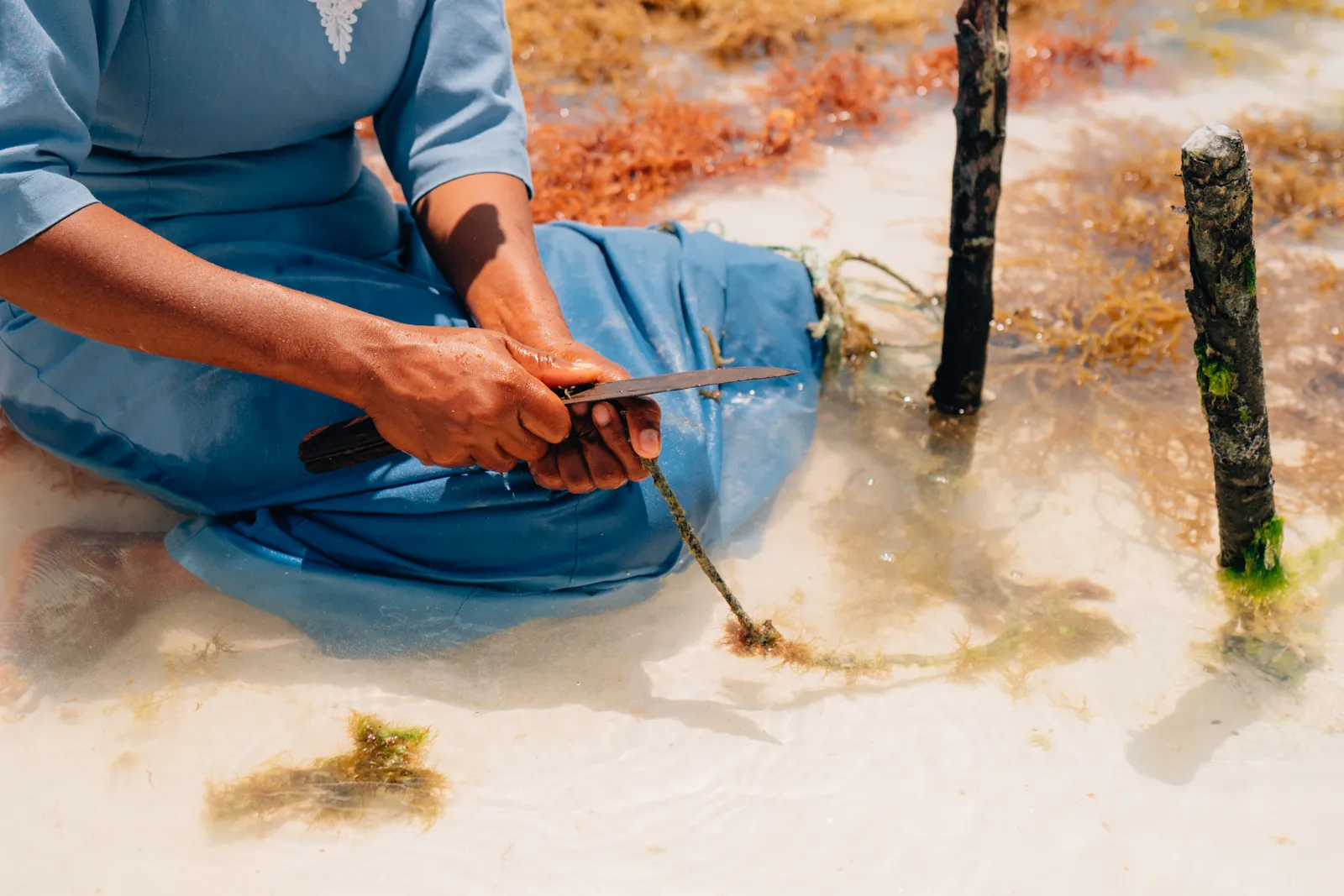 Femme en robe bleue assise dans l'eau peu profonde, coupant des algues attachées à une corde avec un couteau.