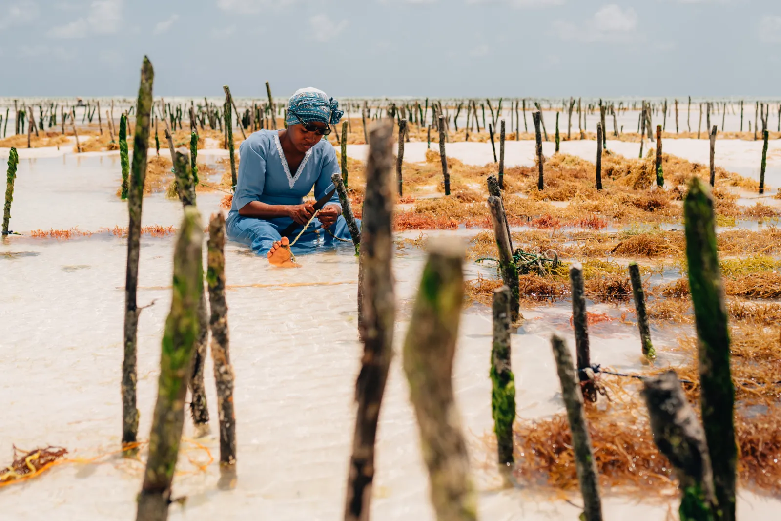Femme travaillant dans une ferme d'algues en eau peu profonde avec des piquets en bois.
